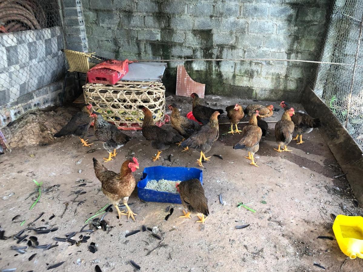 Son Thuy Homestay Ha Giang Buitenkant foto